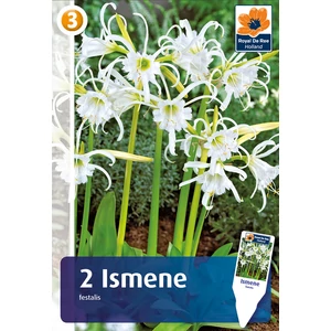 Pókliliom virághagyma (Hymenocallis Ismene x Festalis) - De Ree 