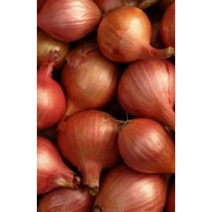 Dughagyma Red Sun Mogyoróhagyma