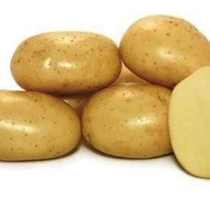 Vetőburgonya Agria 50db