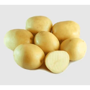 Vetőburgonya Impala 50db