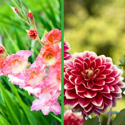 Tavaszi ültetésű virághagymák