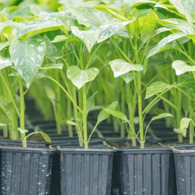 Vetőmagok, palántázás