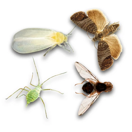 Kép 4/4 - BIO Plantella Sárga lapok rovarok ellen A4 - 10db