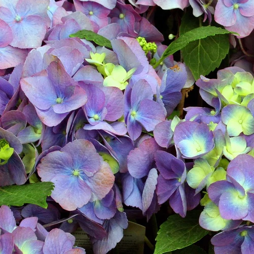 Kép 2/4 - DCM Szerves trágya hortenziához, rhododendronhoz 1,5kg