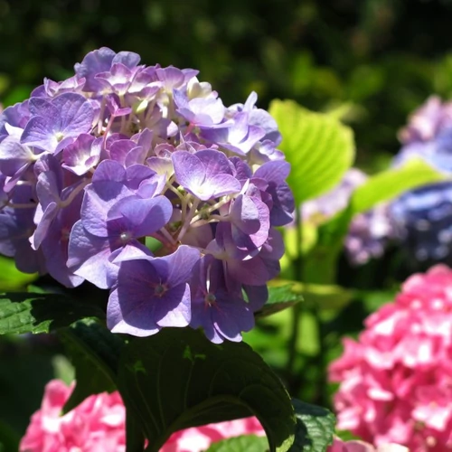 Kép 4/4 - DCM Szerves trágya hortenziához, rhododendronhoz 1,5kg