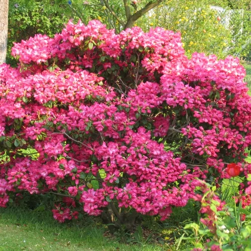 Kép 3/4 - DCM Szerves trágya hortenziához, rhododendronhoz 1,5kg
