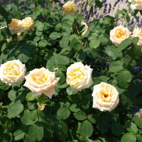 Kép 5/5 - Mert a növényeknek szeretet kell és Substral