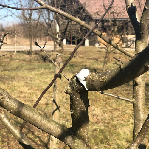 Kép 2/4 - BIO Plantella Arbosan tubusos fasebkezelő 100g