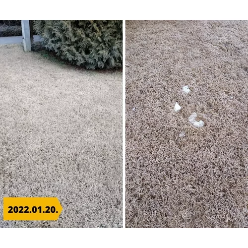 Kép 2/4 - Barenbrug Bermuda csillagpázsit 500g