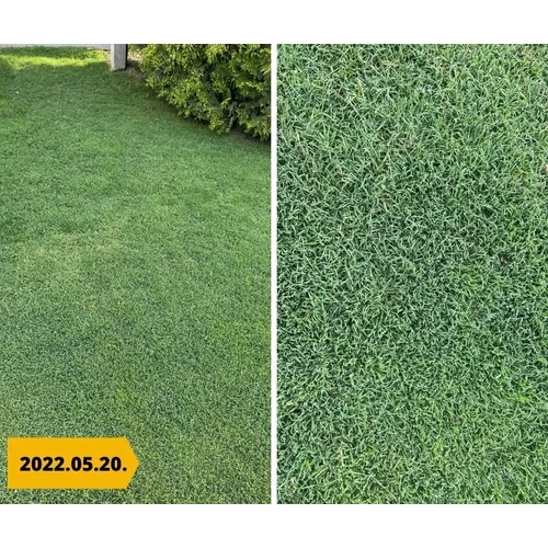 Kép 4/4 - Barenbrug Bermuda csillagpázsit 500g