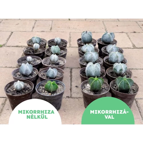 Kép 2/3 - MikoMax_kaktuszok_novekedese