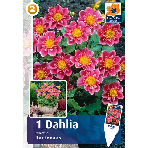 Kép 1/3 - Alacsony Mignon dália gumó Hartenaas - De Ree