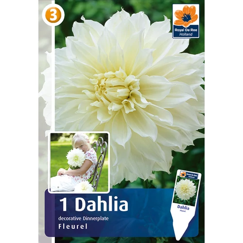 Kép 1/6 - Óriásvirágú dália gumó Fleurel Dinnerplate - De Ree