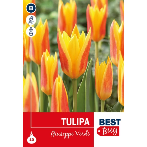 Tulipán Giuseppe Verdi - ALACSONY, KORAI