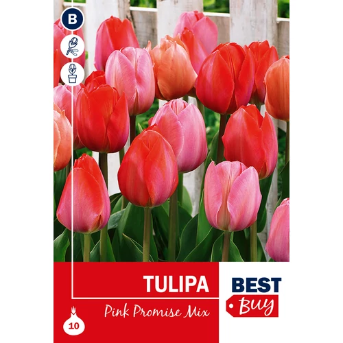 Tulipán Pink Promise mix - RÓZSASZÍN ÁRNYALATAI