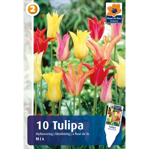 Tulipán Lilyflowering mix - LILIOMVIRÁGÚ