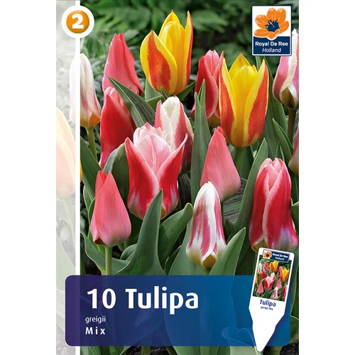 Tulipán Greigii Mix - alacsony színkeverék