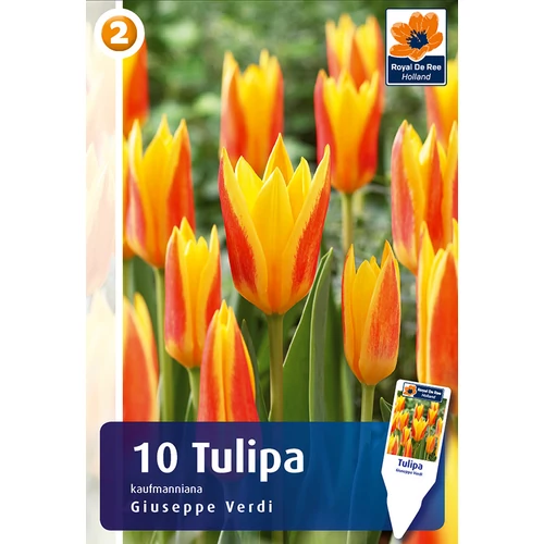 Tulipán Giuseppe Verdi - alacsony, korai