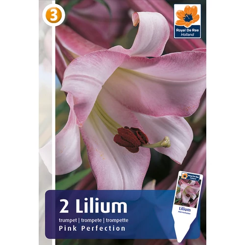 Kép 1/3 - Lilium Pink Perfection - TROMBITAVIRÁGÚ, ILLATOS