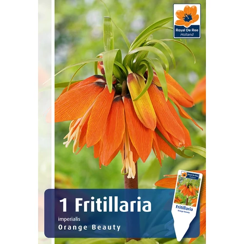 Fritillaria Imperialis Orange Beauty - VAKONDŰZŐ