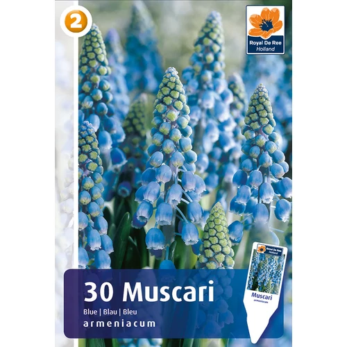 Örmény Gyöngyike - Muscari Armeniacum Blue