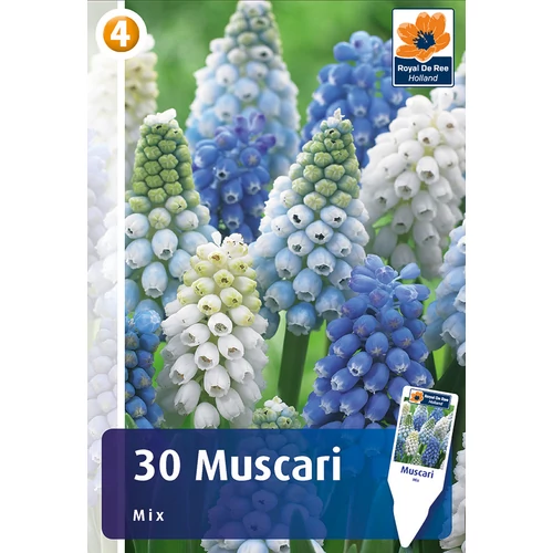 Örmény Gyöngyike - Muscari Mix