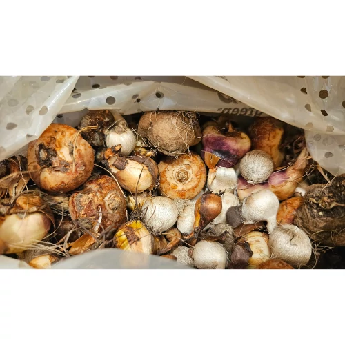 Kép 2/3 - 50db-os Méh- és Lepkecsalogató virághagyma válogatás - De Ree