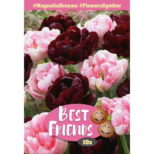 Best Friend Magnolia Dreams - Magnólia virágú tulipán válogatás