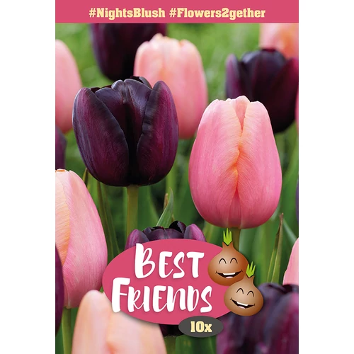 Best Friend Nights Blush - Rózsaszín-fekete tulipán válogatás