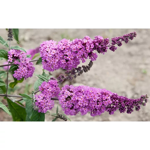 Kép 2/2 - Buddleia davidii 'Border Beauty' - Élénk bíborlila nyáriorgona 40/60cm