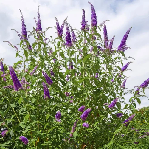 Kép 1/5 - Buddleia davidii 'Black Knight - Sötétlila nyáriorgona 100/125cm