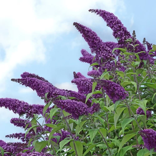 Kép 4/5 - Buddleia davidii 'Black Knight - Sötétlila nyáriorgona 100/125cm