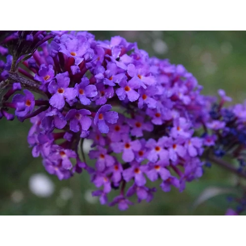 Kép 3/5 - Buddleia davidii 'Black Knight - Sötétlila nyáriorgona 100/125cm