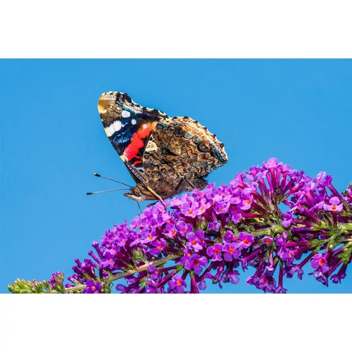 Kép 2/2 - Buddleia davidii 'Royal Red' - Bíbor nyáriorgona 40/60cm