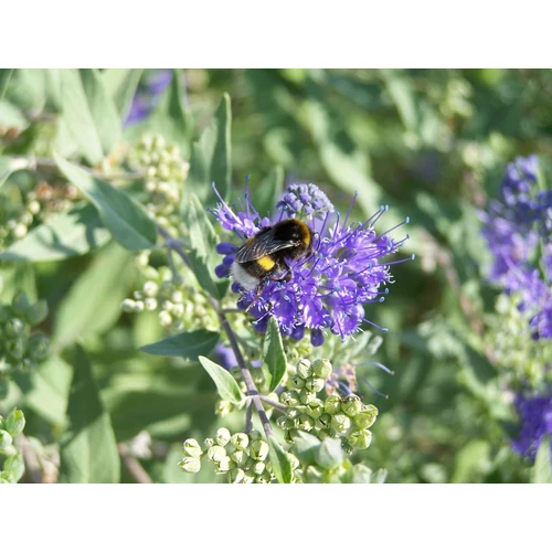 Kép 2/4 - Caryopteris cland 'Heavenly Blue' - Angol kékszakáll