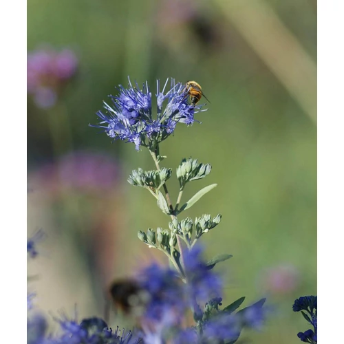 Kép 3/4 - Caryopteris cland 'Heavenly Blue' - Angol kékszakáll