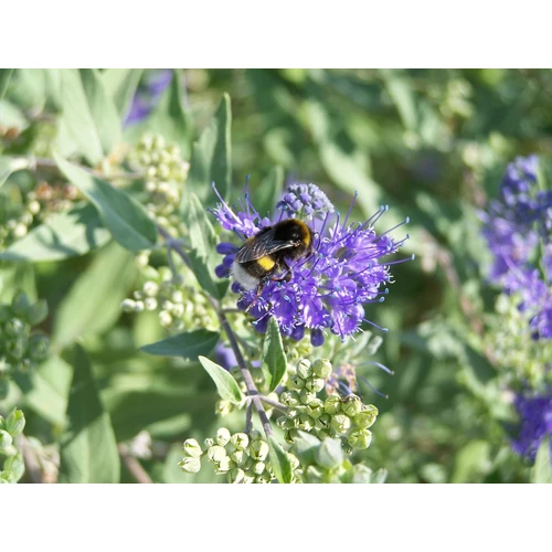 Kép 4/4 - Caryopteris cland 'Heavenly Blue' - Angol kékszakáll 