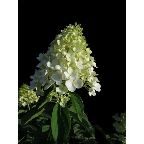 Kép 4/4 - Hydrangea paniculata 'Limelight' - Bugás hortenzia