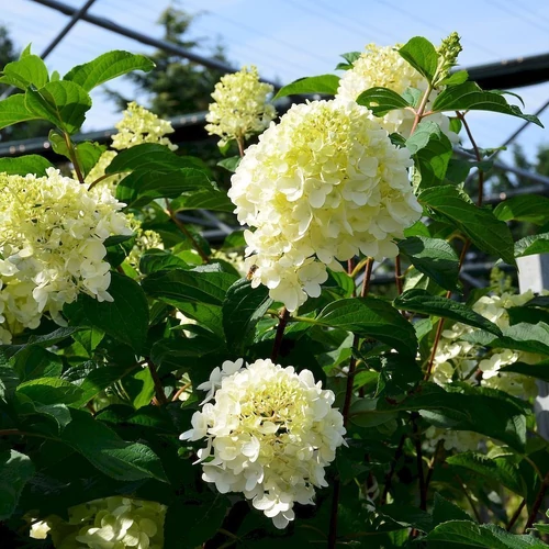 Kép 2/4 - Hydrangea paniculata 'Limelight' - Bugás hortenzia 