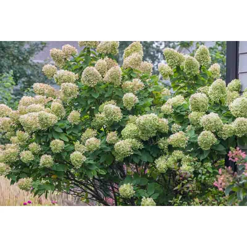 Kép 3/4 - Hydrangea paniculata 'Limelight' - Bugás hortenzia