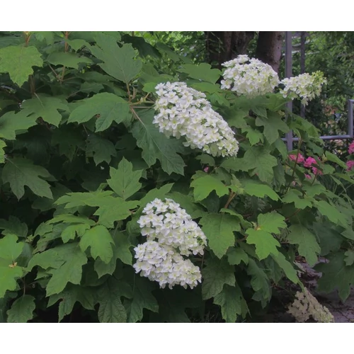 Kép 2/2 - Hydrangea quercif 'Snow Queen' - Tölgylevelű hortenzia K4/K5