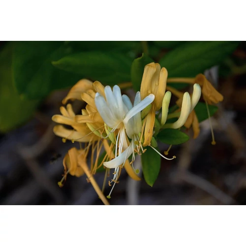 Kép 2/4 - Lonicera japonica 'Halliana' - Illatos japán lonc K2 100/125