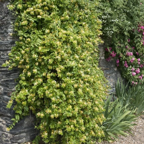 Kép 3/4 - Lonicera japonica 'Halliana' - Illatos japán lonc K2 100/125