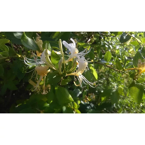 Kép 4/4 - Lonicera japonica 'Halliana' - Illatos japán lonc K2 100/125