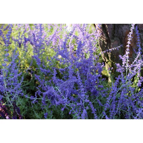 Kép 2/2 - Perovskia atriplicifolia 'Blue Spire' - Kék sudárzsálya