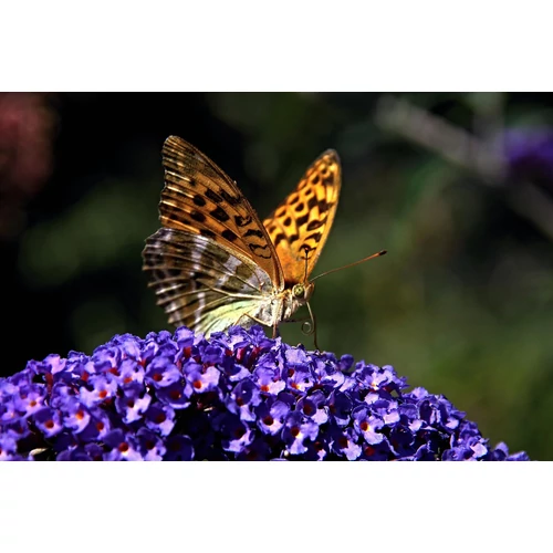 Kép 2/5 - Buddleia davidii 'Black Knight - Sötétlila nyáriorgona 100/125cm