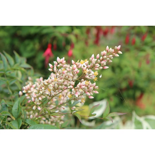 Kép 2/2 - Deutzia rosea - Rózsaszín gyöngyvirágcserje K2,5 30/40