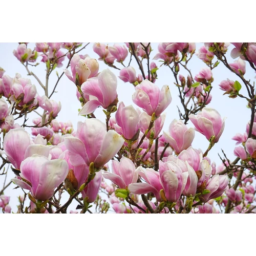 Kép 4/4 - Magnolia soulangea - Hibrid liliomfa 
