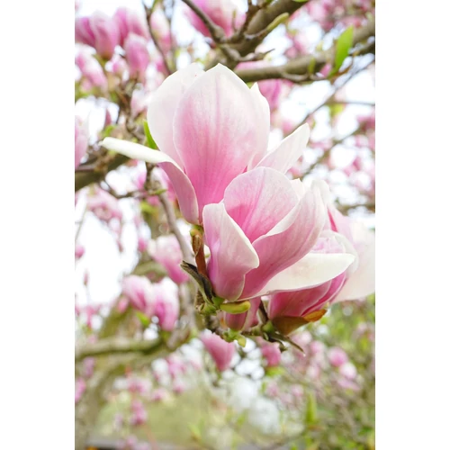 Kép 3/4 - Magnolia soulangea - Hibrid liliomfa