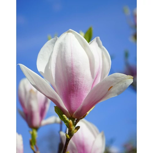 Kép 2/4 - Magnolia soulangea - Hibrid liliomfa